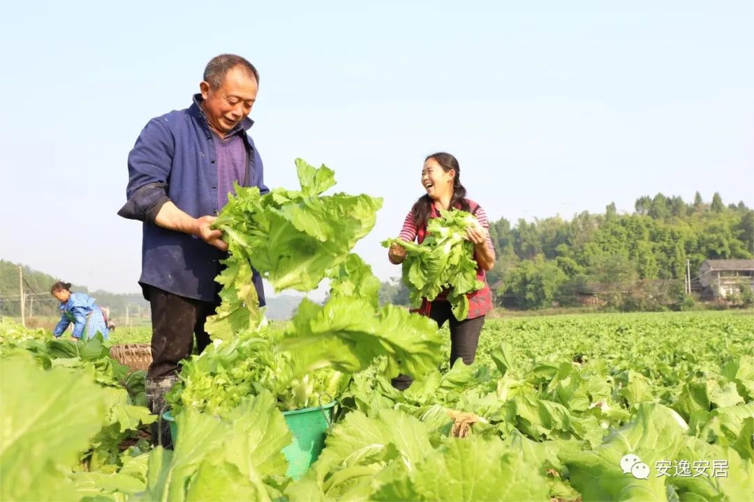 四川遂宁：安居区会龙镇时令蔬菜抢“鲜”上市，500余亩儿菜喜获丰收