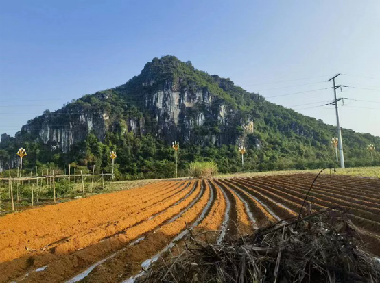 广西扶绥渠黎：揭开“岜芒朝”神山的文化秘密