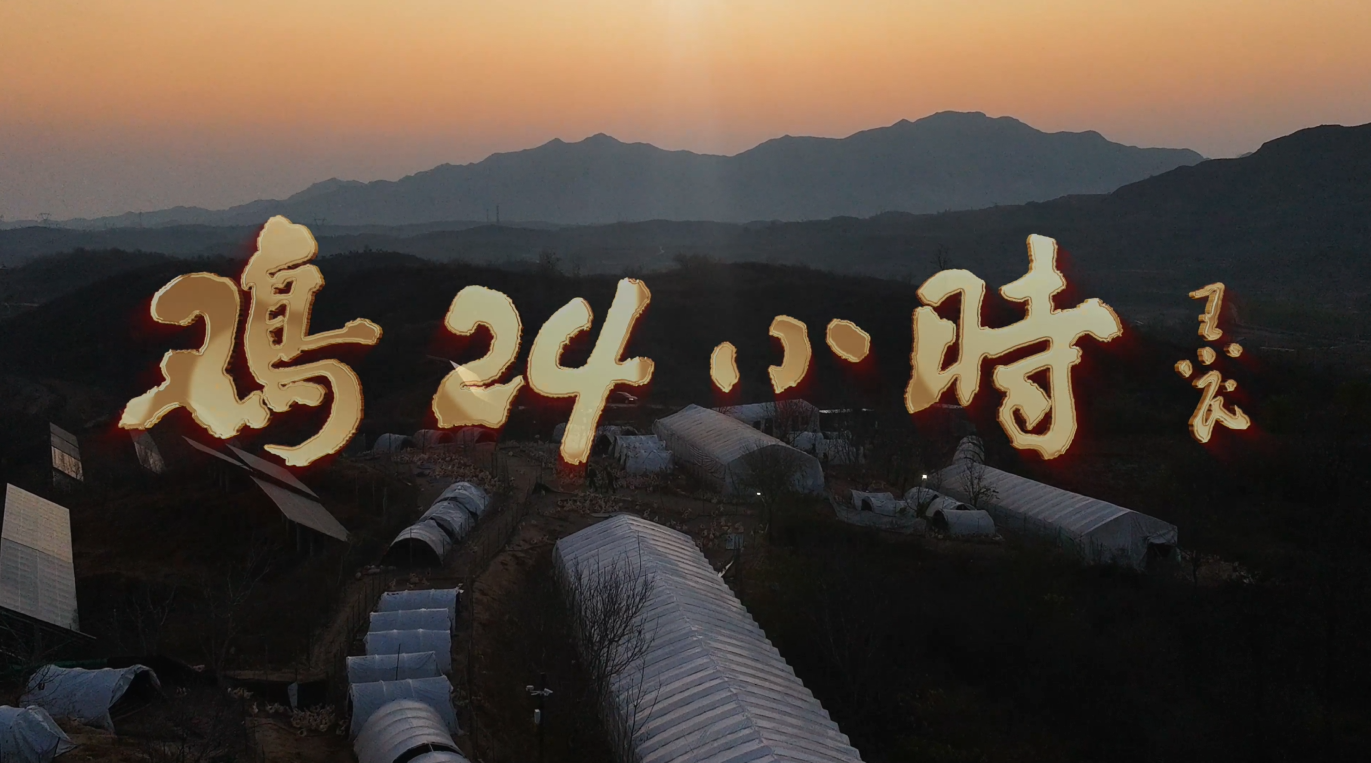 《鸡24小时》——平山县壹号家庭农场