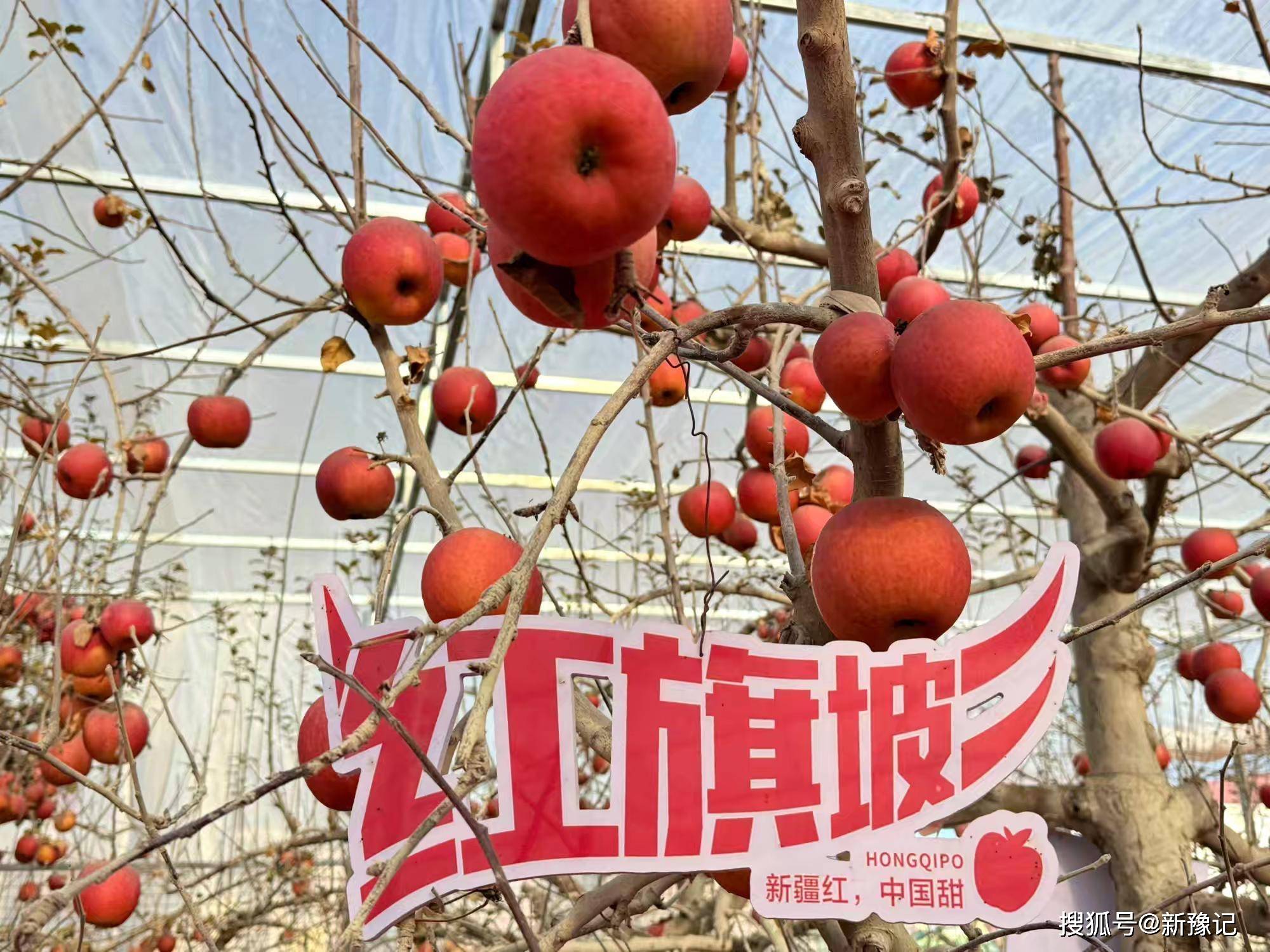 阿克苏红旗坡秘境苹果园： 苹果丰收啦！ 西域佳果枝头迎霜