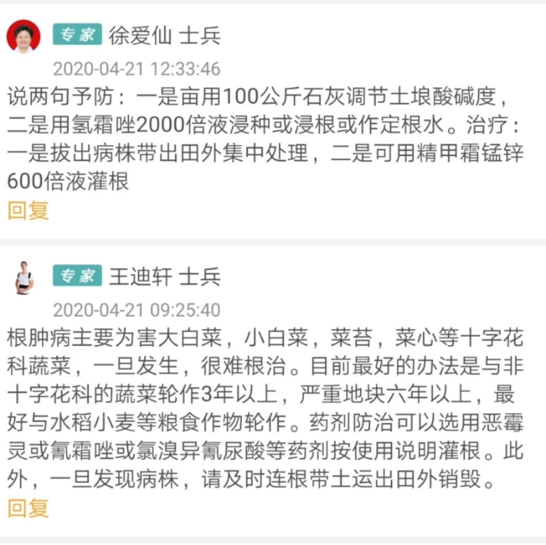 蔬菜病害怎么办？这里一键解决，24小时专家免费线上坐诊！