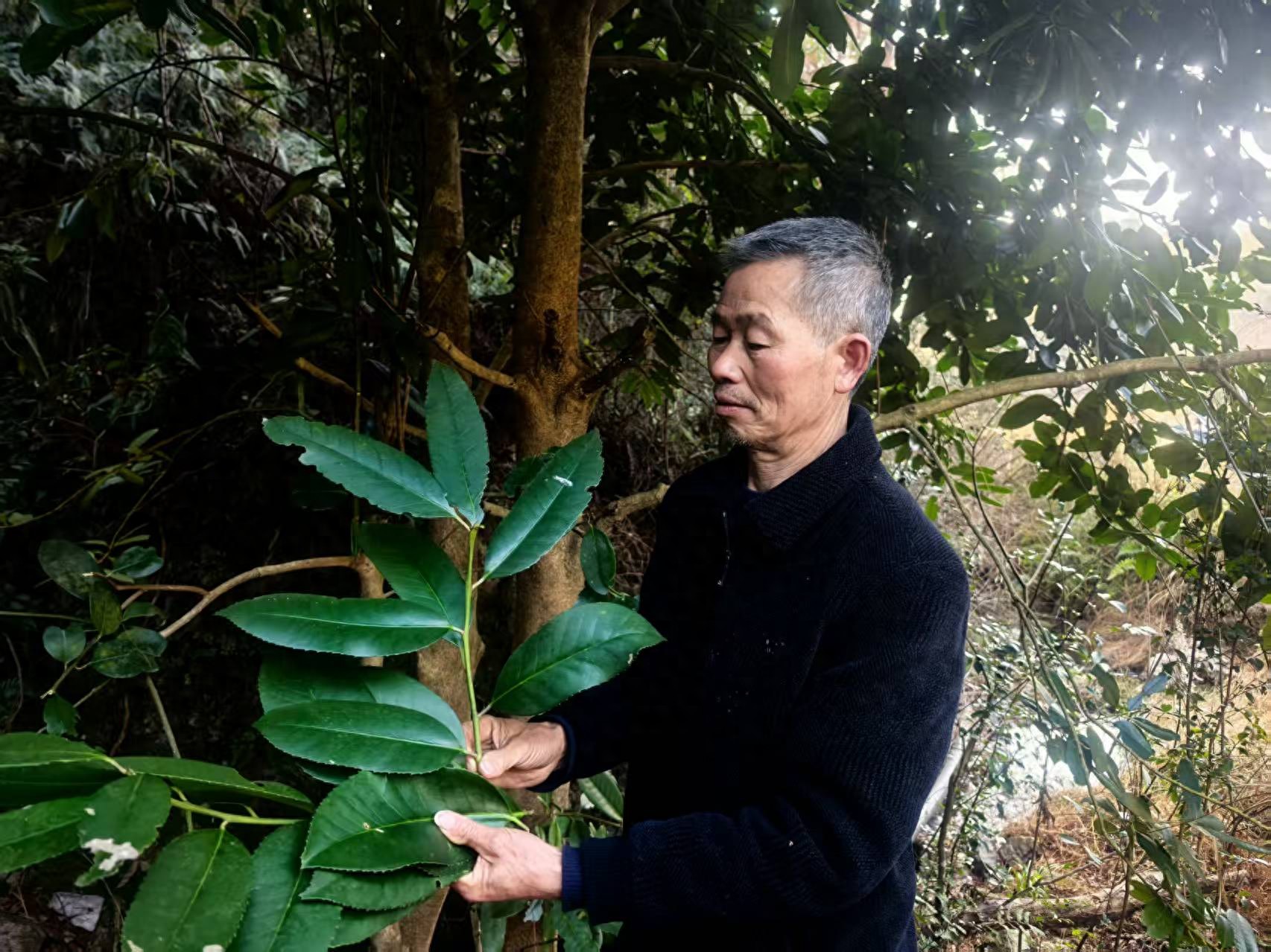 仙都十二山茶记——《明见万里心》发布 以茶为媒铸就文化新高度‌