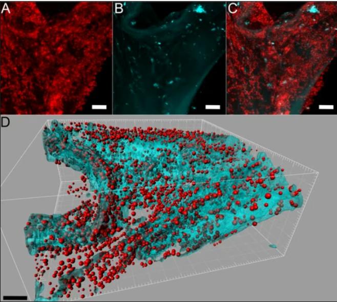 你“最信任”的清洁工具可能是细菌发源地