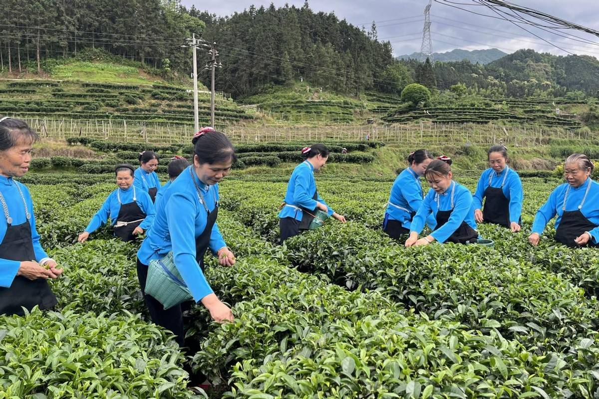 茶山歌声里的百年族群记忆——龙胜六甲歌传
