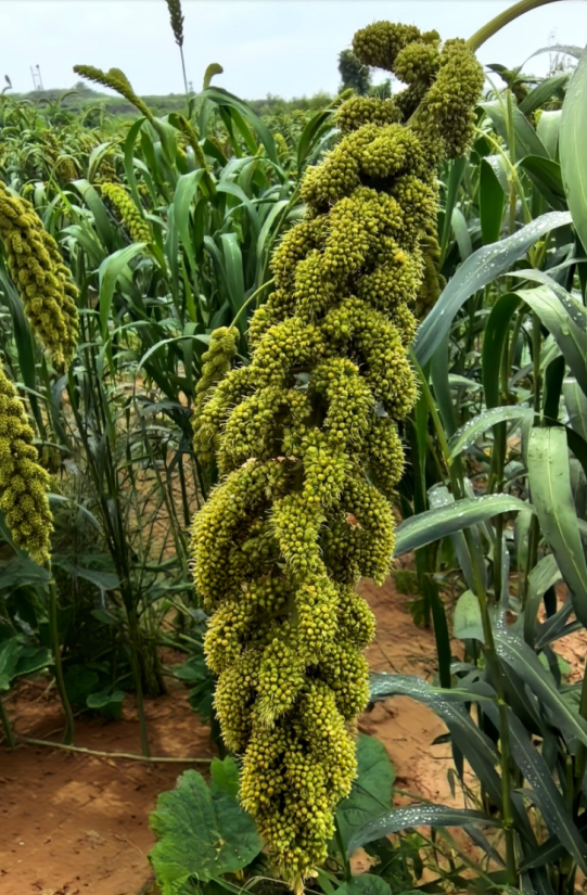 a78ceec3-c6d9-4ce5-bbf7-8b7c06850b05.png
